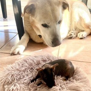 Meet your Posher, Tanya